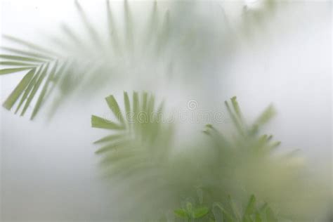 Green Plants In Fog With Stems And Leaves Behind Frosted Glass Stock