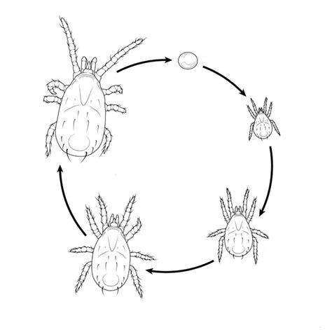 Cheyletiella Mites Life Cycle