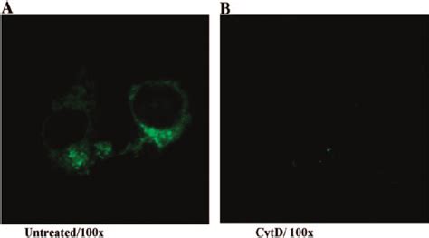 Confocal Microscopy Of Phagocytosis HMDM Were Incubated With