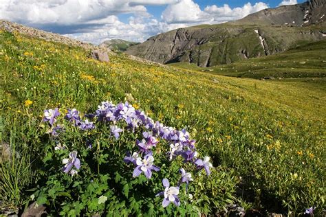 5 Colorado Wildflower Hikes