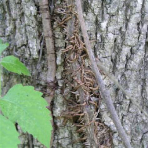 Poison Ivy Control Of Maryland Poison Ivy Identification Baltimore Md