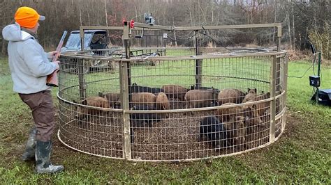 Trapped 16 Wild Hogs To Save The Turkeys Youtube
