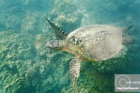 Green Sea Turtle Chelonia Mydas Stock Photo