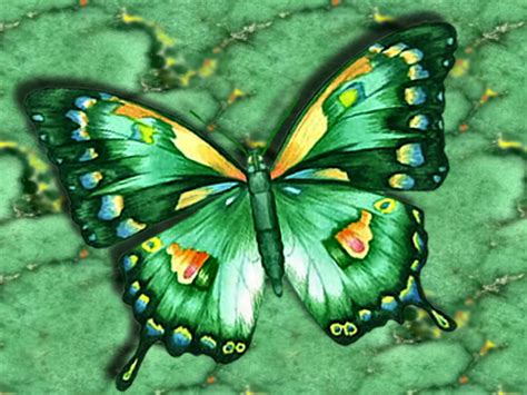 Funmozar Most Beautiful Butterfly Wallpapers