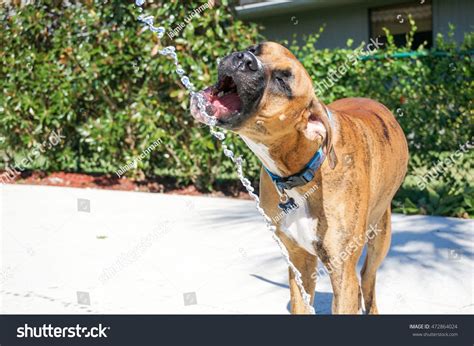 Boxer Dox Splashes While Drinking Water Stock Photo 472864024