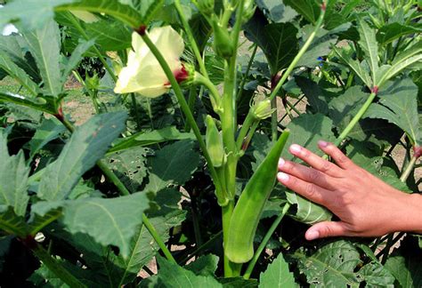 How To Grow Okra Growing In A Pot Ladys Fingers Planting And Care