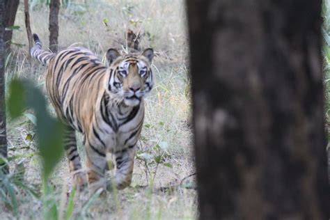 Bandhavgarh Safari Tiger Spotting In The Jungles Of Bandhavgarh