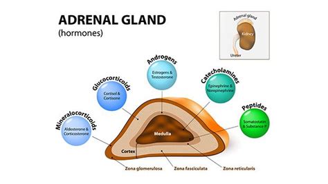 Overcoming Adrenal Dysfunction Whole Health Insider Adrenal Gland