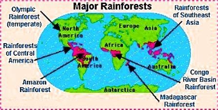 The afrotropical (mainland africa, madagascar, and scattered islands), the map showing world distribution of rainforests. rainforest map of tropical and temperate rain forests shows how scarce rain forest are and how ...