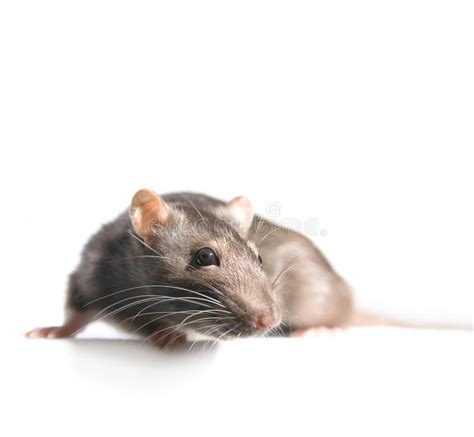 Small Rat Stock Photo Image Of Isolated Carrier Small 12922018