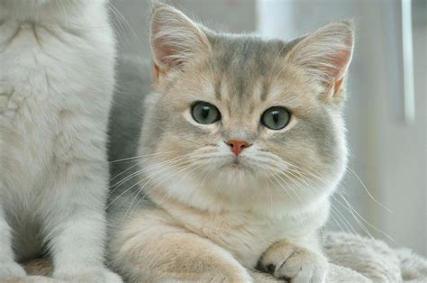 British Shorthair And Longhair Cats British Shorthair Cats Cats And