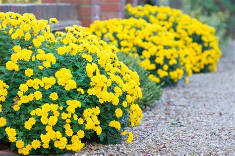 How To Grow And Care For Chrysanthemums Gardeners Path