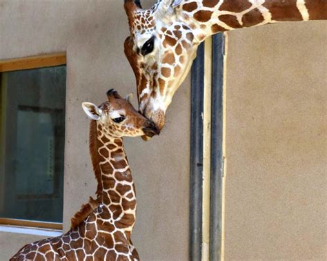 Giraffe Calf Takes Baby Steps Toward A Healthy Future