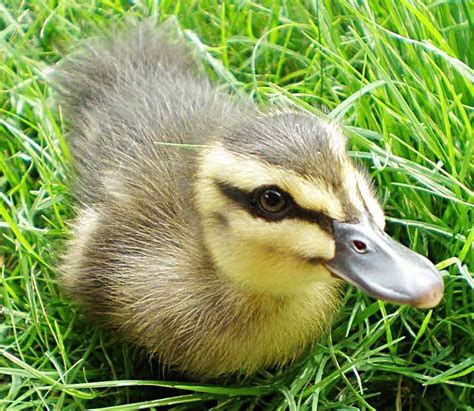 Make The World More Quacked Unsolicited Duck Pics