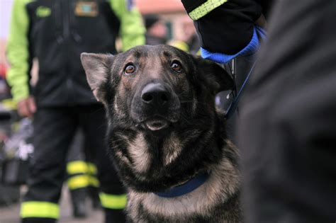 Search And Rescue Dogs Go Wireless Wsj