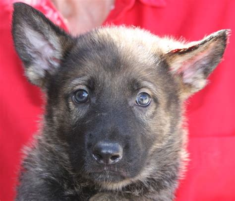 German Shepherd Male Puppy Available For Sale02 Zauberberg