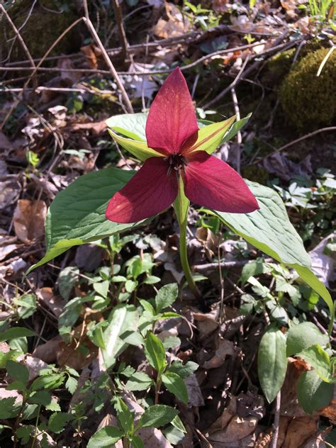 West Virginia Native Wildflowers The Big Year 2013 April 2018