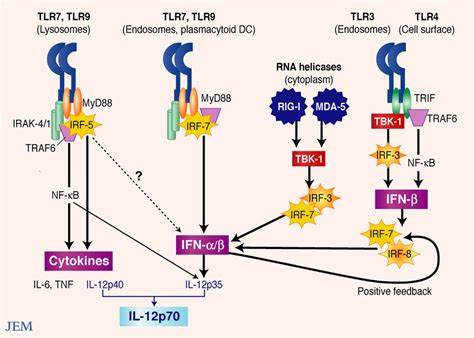 Major Signaling Pathways For Type I Ifn Gene Transcription Tlr And Download Scientific