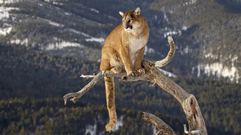 Cougar On A Branch 4k Wallpaperhd Animals Wallpapers4k Wallpapers