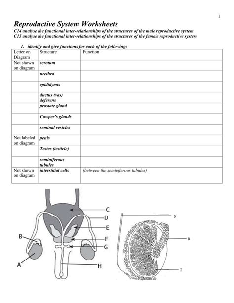 Anatomy Of The Male Reproductive System Worksheet Answers Anatomy