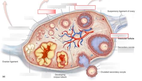 Lecture 11 Label Ovary Diagram Quizlet