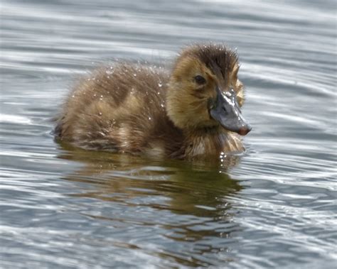Teal Duckling Wwt Llanelli Esther Jennings Flickr