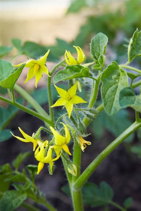 Tomato Flowers On The Stem In The Greenhouse Stock Photo Image Of