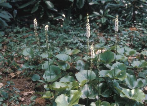 Galax Urceolata Beetleweed Go Botany