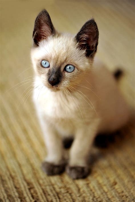 Siamese Sunlight Kittens Cutest Cat Allergies Pretty Cats