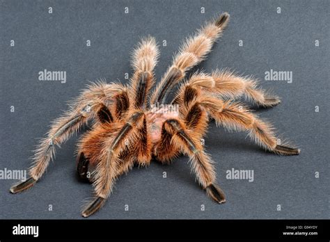 Chilean Red Haired Tarantula High Resolution Stock Photography And