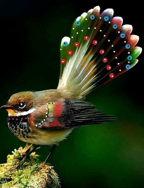 Rare Birds Exotic Birds Colorful Birds Small Birds Most Beautiful