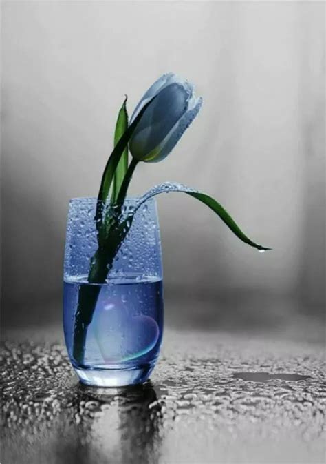 Pin By Janet Jacob On Oh So Blue Color Splash Photography Blue