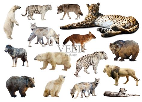 猎豹白色捕猎行为分离着色墨西哥狼正版图片素材下载id141459800 Veer图库