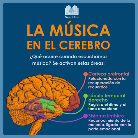 Pin De Neuroclass En Infografías Psicología Educación Y Neurociencias