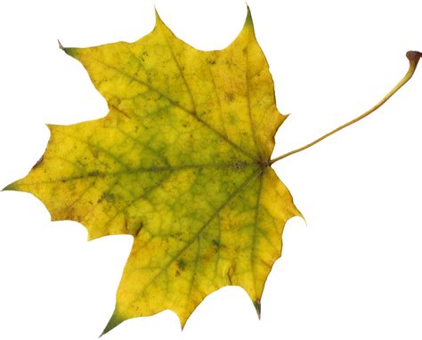 10 Maple Leaves PNG Transparent OnlyGFX