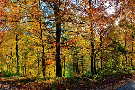 Forest Trees Nature Leaves Sunlight Fall Wallpapers