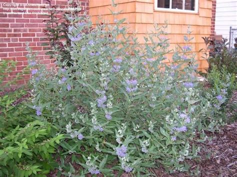 Caryopteris is one of our favorite blue flowering shrubs. PlantFiles Pictures: Caryopteris, Bluebeard, Blue Mist ...