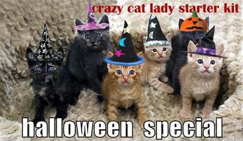 Crazy Cat Lady Starter Kit Flickr Photo Sharing