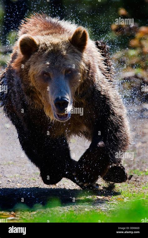 Grizzly Bear Angry Hi Res Stock Photography And Images Alamy