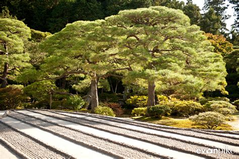 2016 Japan Cherry Blossom Photography Tour Japan Photo Guide