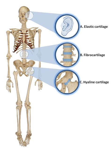 What Is Hyaline Cartilage Socratic