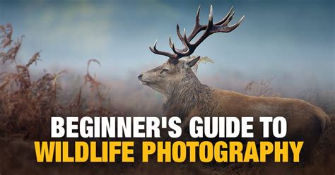 Introduction To Wildlife Photography A Guide For Beginners