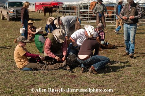 Cowgirl Wrestles Calf At Branding As It Is Castrated In Wilsall Montana Allen Russell Photography