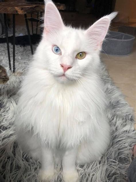 Breeders say these cats are loyal to other pets and children and first of all, these cats get mature later than other cats. White Maine Coon - This Could Be The Coolest One Ever