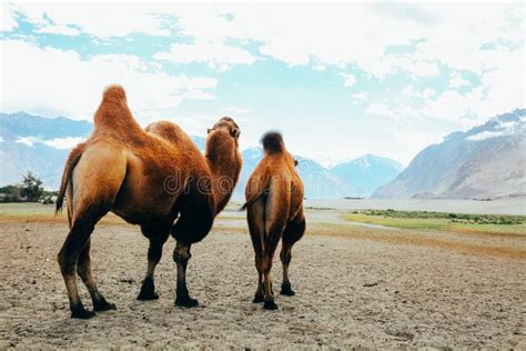 Double Hump Camels Setting Off On Their Journey In The Desert In Nubra