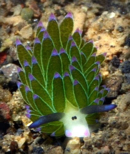 Little Leaf Sheep Nudibranch Grazes Adorably Underwater Sea Slug