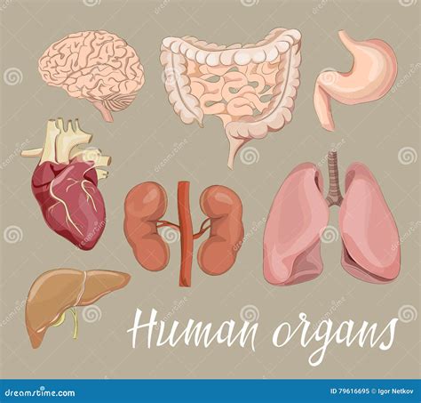Diversos órganos Humanos Fijados Ilustración Del Vector Ilustración