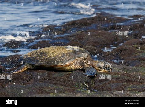 Pacific Green Sea Turtle Chelonia Mydas Agassizii Kaloko Honokohau NHP Hawaii USA Stock Photo
