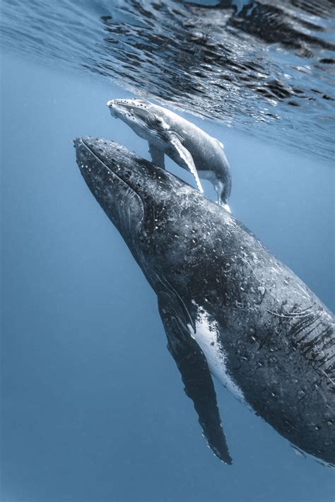 Touching Photos Show Mother Humpback Whale Helping Her New Baby To Breathe