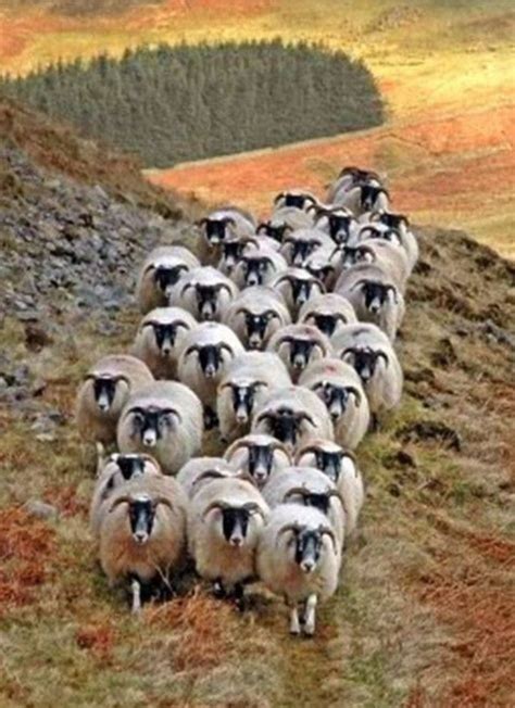 Troupeau de moutons Scottish black face | Animals, Sheep ...